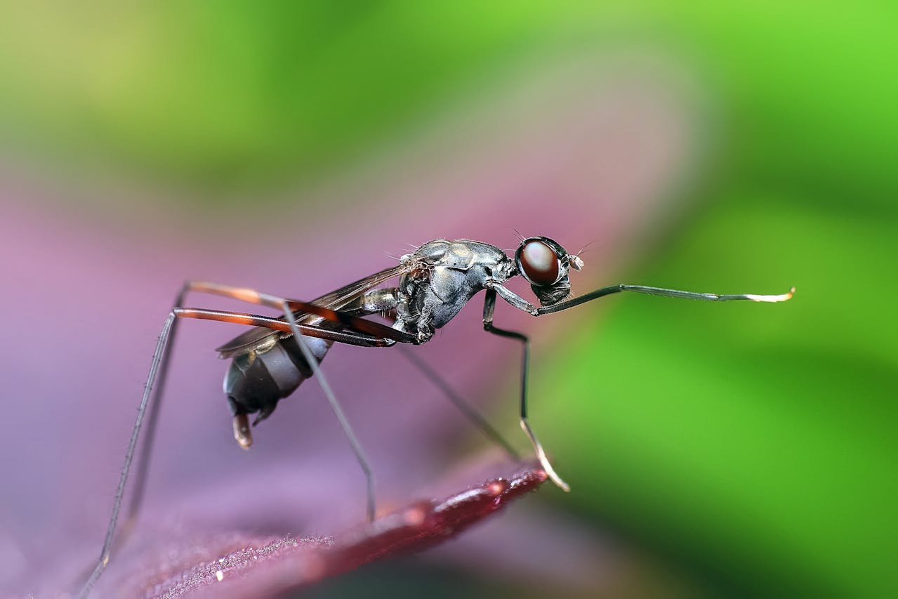 atestado para dengue